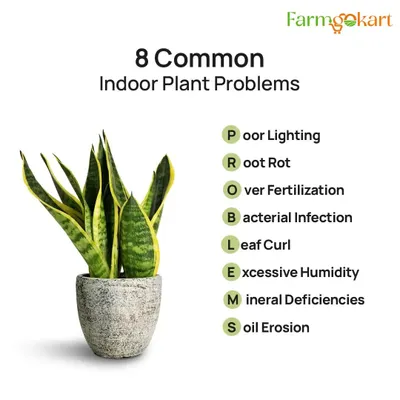 Even indoor plants can have problems. This helpful acronym lists 8 common issues, from poor lighting and root rot to mineral deficiencies, to help you diagnose your plants.