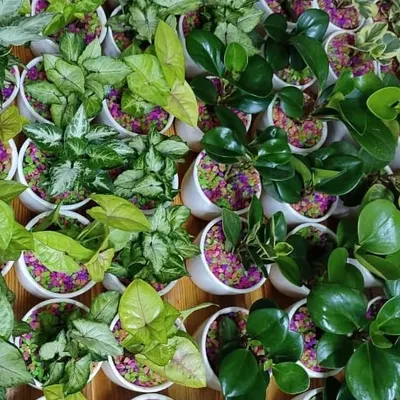 An aerial view of a large wedding return gift order. We prepared a mix of Syngonium and Peperomia plants in white ceramic pots with colorful pebbles, creating a beautiful mosaic of green.