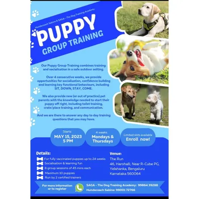 My Puppy Group Training program is here. Over four weeks, we combine training and socialization in a safe outdoor setting, covering key behaviors like sit, down, stay, and come. It's a fun and educational start for both puppies and their parents.