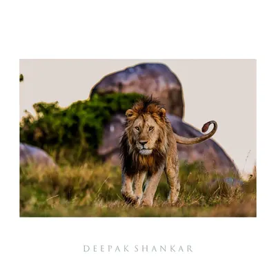 He walks alone, but not with loneliness. This is the confident stride of a dominant male lion, the undisputed king of his territory. I wanted to capture that raw power and unwavering presence as he moved through the tall grass of the Serengeti.