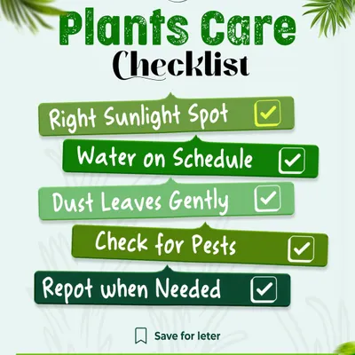 Here is a simple checklist for happy plants. Ensuring the right sunlight, a consistent watering schedule, clean leaves, pest checks, and timely repotting are the five basic steps to becoming a successful plant parent.