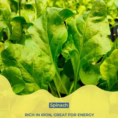 Great meals start on the farm. I use fresh spinach, rich in iron, to provide natural energy and support everyday wellness in my bowls.