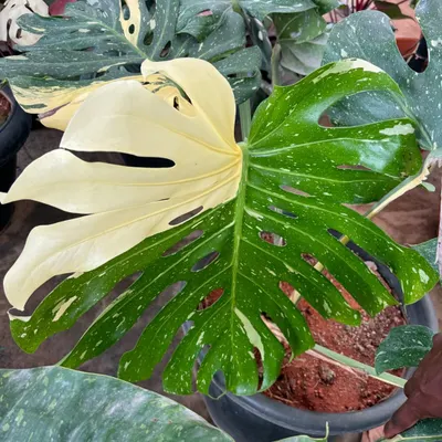A true collector's item from our stock: the incredibly rare Albino Monstera. The half-moon leaf, with its stark white and green variegation, is a stunning example of nature's artistry.