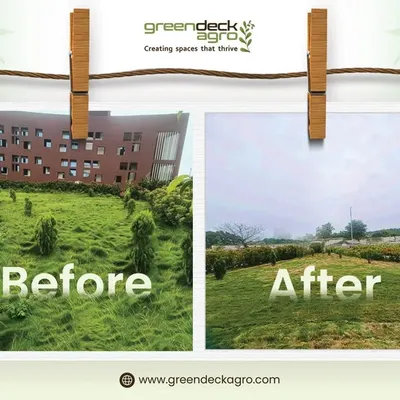 A beautiful lawn can change everything. This before and after shot shows a dramatic transformation of an overgrown area into a manicured and inviting landscape.