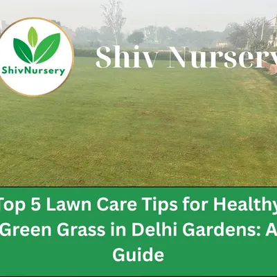 A healthy lawn is a happy lawn. I provide all my clients with lawn care guides to help them maintain their beautiful green grass in the Delhi climate.