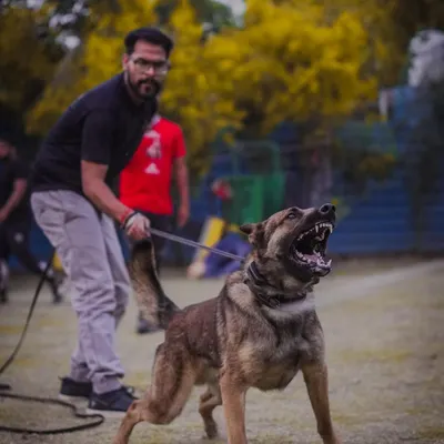 This is my Belgian Malinois, Max, a PSA2 qualified champion. His intensity and focus show the result of combining top KNPV bloodlines with my operant conditioning methods. This is the standard for a personal protection dog.