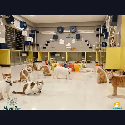 A full view of our main play area, where cats can socialize, relax, and explore. The facility is designed with different zones for play and rest, catering to every cat's personality.