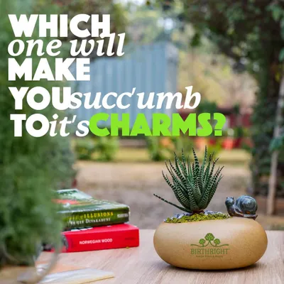 Which one of my succulents will you 'succ'umb to? This charming Haworthia, with its unique snail planter, is a delightful addition to any desk or windowsill, bringing a touch of whimsy and nature indoors.