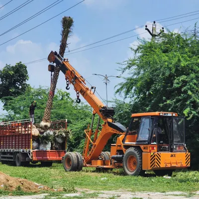 Our team uses a crane and heavy machinery to load mature Date Palm trees onto a truck. We have the equipment and expertise to handle and transport even the largest specimens safely.