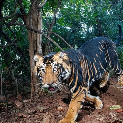 The famed pseudo-melanistic tiger of Similipal. This shot required months of planning and custom camera trap engineering to capture a printable, high-resolution image of this incredibly rare cat, a true ghost of the Indian jungle.