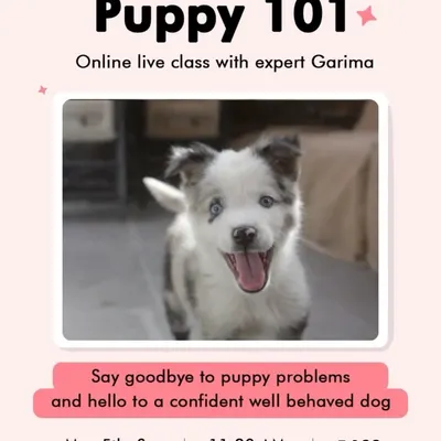 My Puppy 101 online class is the perfect starting point for new puppy parents. I cover everything you need to know to say goodbye to common puppy problems.