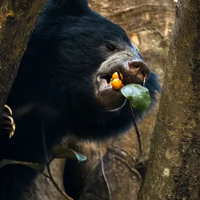 An incredible close-up of a sloth bear feeding on figs high up in a tree in Bhadra. Witnessing this climbing behavior firsthand was a dream come true and proves just how agile these animals are.
