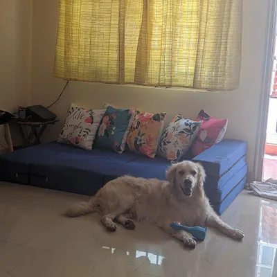 A fund appeal for Buddy's ongoing heart medications. We still had pending bills to clear for this sweet boy. If just 9 people could donate 1k each, we could cover his costs.