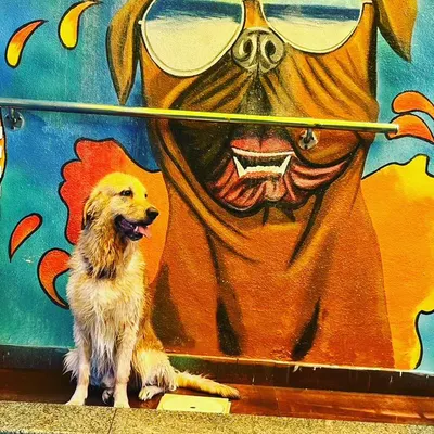 Bruno the Golden Retriever posing like a star in front of our cool dog-with-sunglasses mural after his swim.