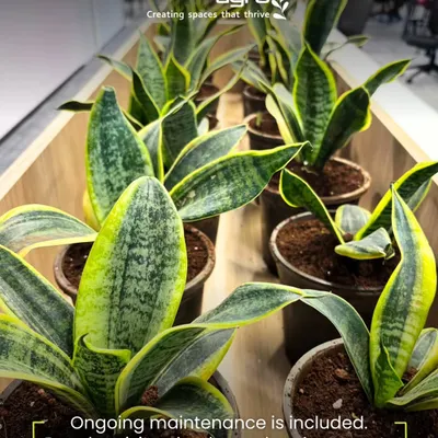 Ongoing maintenance is included in my corporate services. This means regular visits from my malis, health checks for every plant like these Snake Plants, and free replacements if any plant isn't thriving.