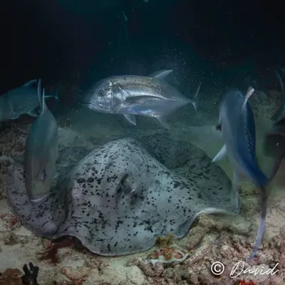The reef is a busy place at night. Here, a large marbled ray forages for food on the seafloor, attracting opportunistic hunters like jacks and snappers. Guided night dives are a fantastic way to witness the dynamic predator and prey interactions of the marine food chain.