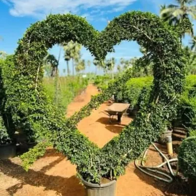 My heart-shaped topiary arch is a truly unique centerpiece, perfect for creating a memorable entrance or a photo opportunity at events and venues. This large-scale living sculpture is available for delivery and installation.