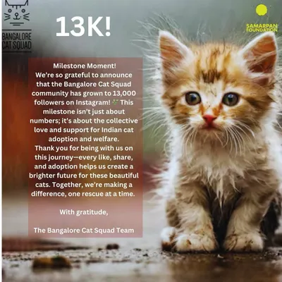 A milestone moment! We are so grateful to our 13,000 followers on Instagram. This isn't just about numbers; it's about the collective love and support for Indian cat adoption.