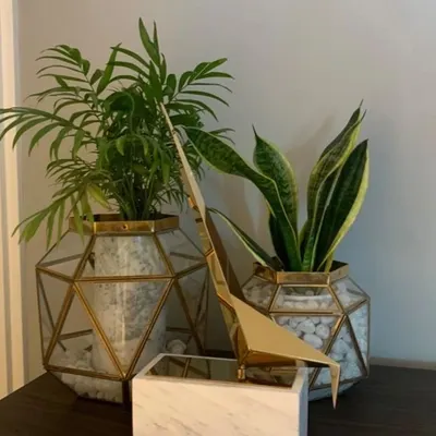 I believe the right planters are as important as the plants themselves. This arrangement features a Parlor Palm and a Snake Plant, both excellent for purifying indoor air, housed in contemporary geometric planters with brass accents. It’s a perfect example of how I blend modern decor with the natural beauty of biophilic design for a stylish tabletop.