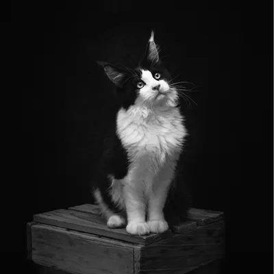 A striking black and white portrait of a beautiful cat. The dark background makes its features pop, capturing its curious and alert expression.
