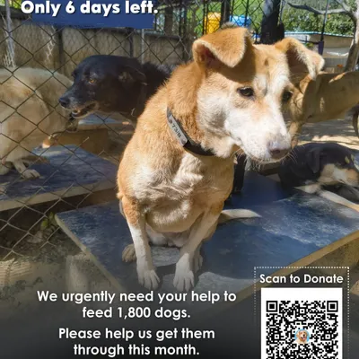 Only 6 days left. We urgently need your help to feed 1,800 dogs and get them through this month. They depend on us, and we depend on you. Please donate today.