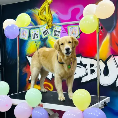 This handsome Golden Retriever, Blue, is ready for his 4th birthday party. I arrange everything from the "it's my birthday" banner to the colourful balloons to create a festive and fun atmosphere for the photoshoot.