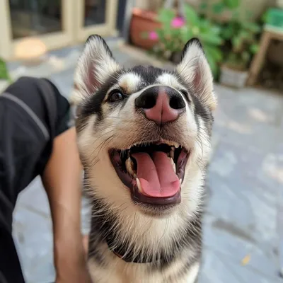 Look at that smile! Luna the Husky was an absolute joy to have with us, full of energy and affection.