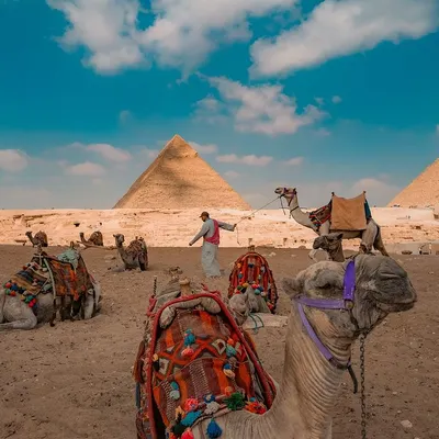 A classic view of the Great Pyramids of Giza in Egypt, with colorfully decorated camels resting in the foreground. This shot captures the iconic and timeless feel of the desert landscape.