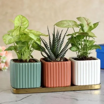 This complete gift set includes three distinct plants in coordinated ribbed ceramic pots on a golden tray. It’s a sophisticated and ready-to-gift option that adds instant style to any space.