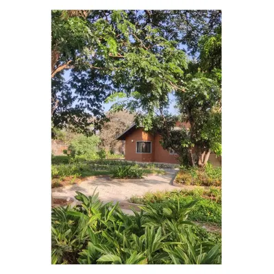 For this residential project, the landscape was designed around existing old-growth trees, including mango, tamarind, and a majestic rain tree. The new structures and plantings occupy the spaces below, respecting these venerable giants.