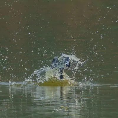 The explosive splash as a Pied Kingfisher dives for its prey. This abstract, high-energy shot captures the power of the hunt in a spray of water.