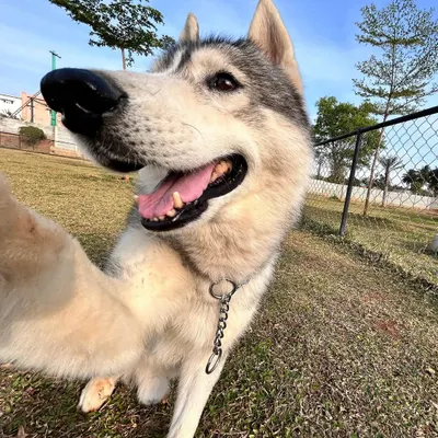 We think Tyga the Husky was trying to take a selfie. A hilarious and adorable close-up from one of our favorite visitors.