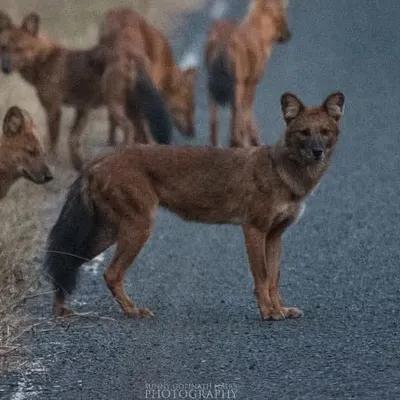 A pack of Dholes, or Asiatic Wild Dogs, pauses on a road in Tadoba. The lead dog looks towards the camera, offering a rare, clear view of this endangered and highly social predator.