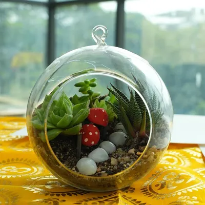 A finished succulent terrarium, ready to be displayed. These self-contained gardens are easy to care for and bring a wonderful piece of nature indoors. Our workshop guides you on soil layering, plant selection, and decorative arrangement.