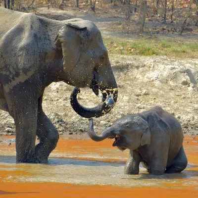 A mother elephant and her calf share a playful moment in the muddy waters of Jim Corbett. Capturing these unscripted displays of affection in the wild is what my wildlife photography is all about.