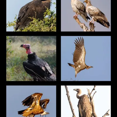A collage showcasing six of the nine vulture species found in India, including the Red-headed, Egyptian, and Himalayan Griffon Vulture. This collection highlights my dedication to documenting these ecologically vital but threatened birds.