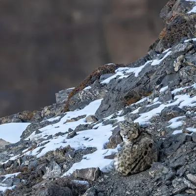 A snow leopard perfectly camouflaged on a rocky, snow-dusted slope in Spiti. This image, taken on an expedition with friends, represents the culmination of a long-held dream to photograph one of the most endangered and elusive cats on the planet.
