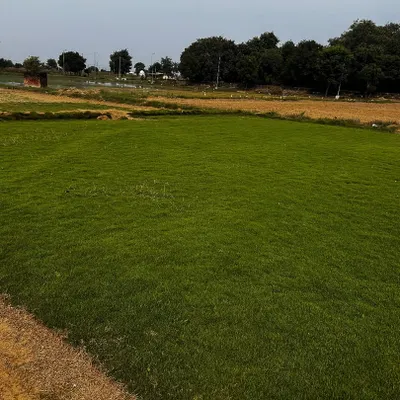 A wide view of one of my grass fields. This is where I grow premium natural grass, ensuring a ready supply for my clients in Delhi and the surrounding NCR.