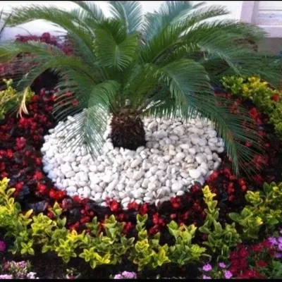 A circular garden bed design featuring a central sago palm. I used a ring of white pebbles to make the palm stand out and surrounded it with colorful flowering plants and foliage.