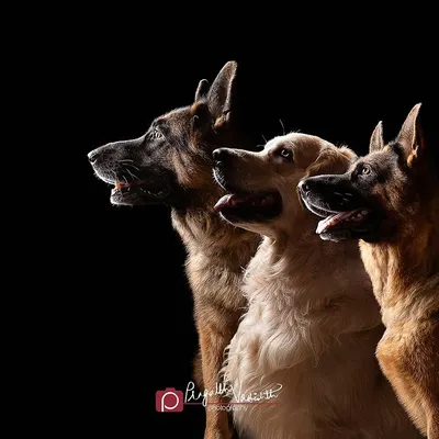 A classic rim-lit portrait featuring two German Shepherds and a Golden Retriever. Getting three dogs to pose so perfectly requires patience, treats, and a little bit of magic.