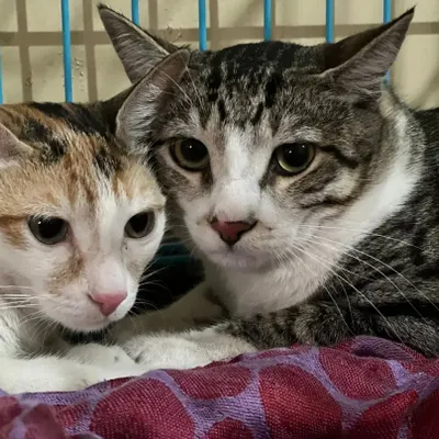 These two cats are cuddling on a soft blanket inside their private, secure enclosure. I created this separate space to give my feline guests a peaceful, dog-free environment.