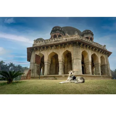 A majestic indie dog posing like royalty in front of a historic Lodhi Garden tomb. This image perfectly blends my love for architecture and animals, creating a powerful environmental portrait.