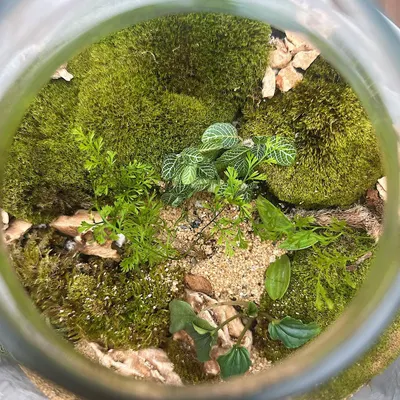 This is what you can create. A bird's eye view into a lush, self-contained world featuring vibrant moss, delicate ferns, and nerve plants. Each terrarium is a unique piece of living art for your home or desk.