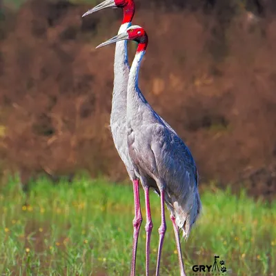 A pair of Sarus Cranes standing tall in a lush green wetland. These elegant birds are a symbol of the healthy ecosystems I strive to document.