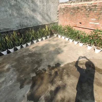 A large order of Snake Plants and Rhapis Palms lined up and ready for delivery. I can handle both small and large orders for homes and offices.