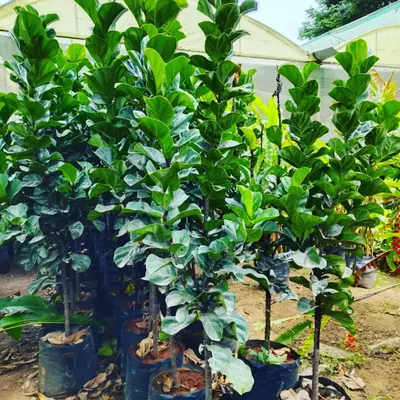 These are Fiddle Leaf Fig plants, very popular for indoor decoration. I select strong, healthy specimens that will adapt well to your home environment.