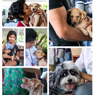 A collage from a wonderful fundraiser event, filled with images of pure love and connection between people and adoptable dogs.