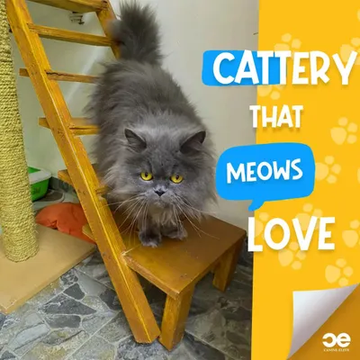Our cattery meows love. We provide a penthouse-style cattery with air-conditioning and plenty of space to climb and play, ensuring a luxurious stay for your cats.