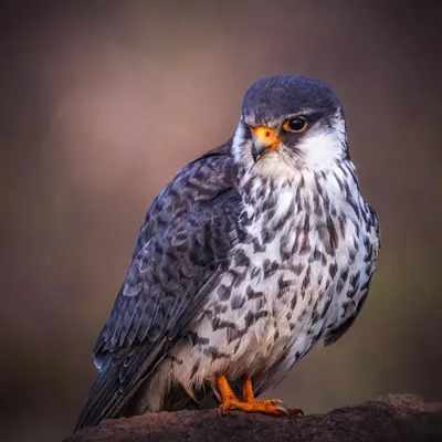 The intense stare of a female Amur Falcon. This close-up portrait reveals the incredible detail in its feathers and its sharp, piercing eyes, which are perfectly adapted for spotting prey from a distance.