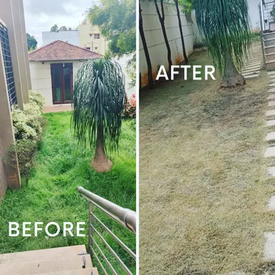A classic before and after of our lawn mowing service. We cleared the overgrown grass, revealing a neat and tidy garden space ready to be enjoyed again.